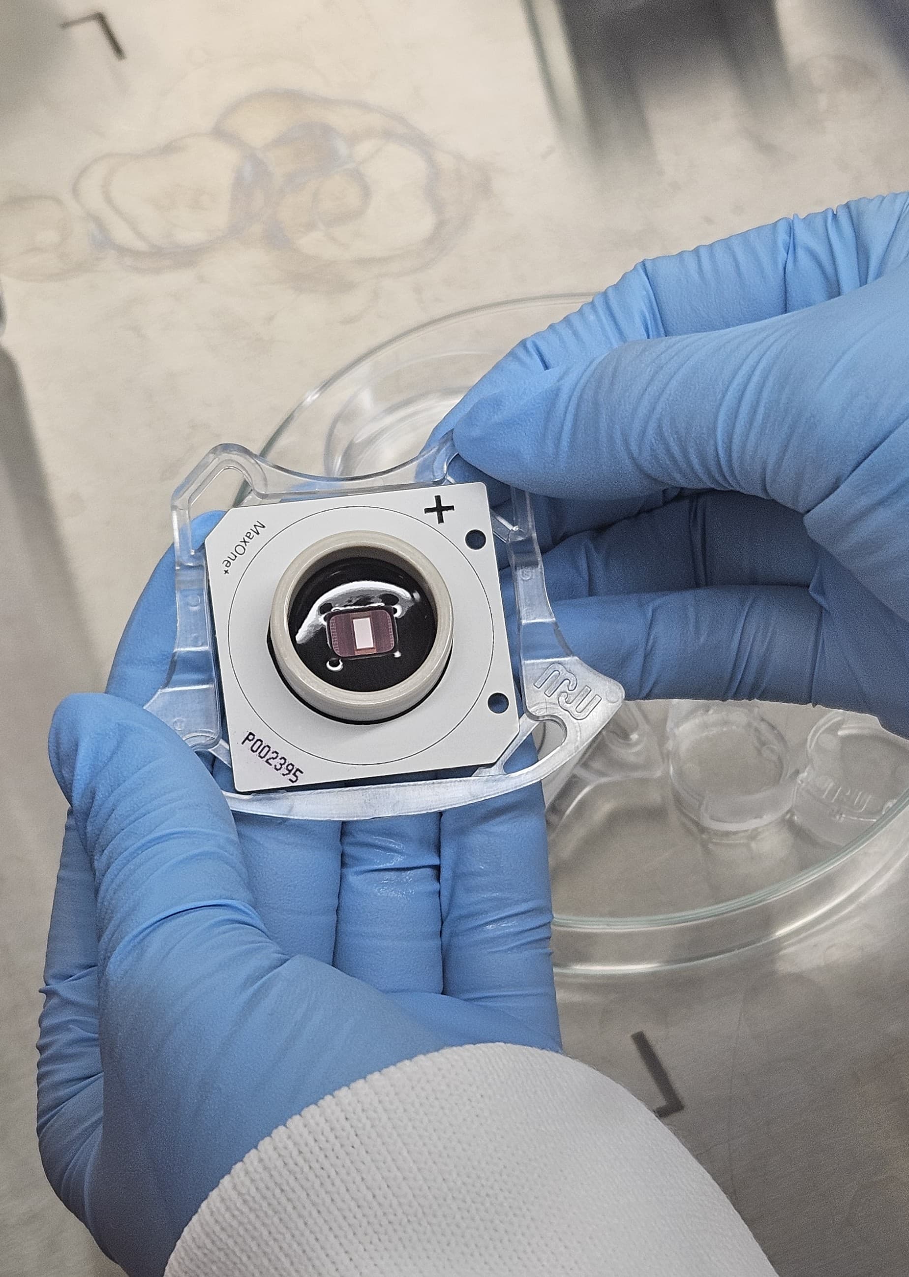 MaxOne+ HD-MEA Microfluidic Chip Development